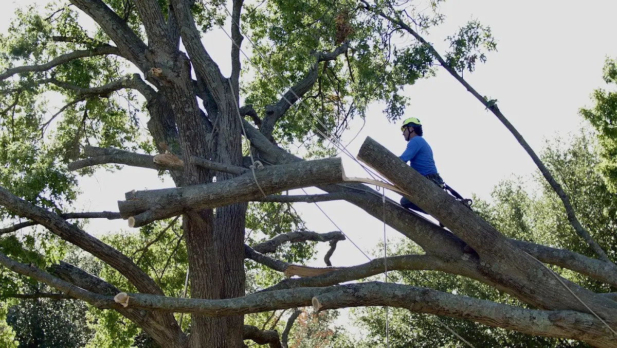 Professional Hazardous Tree Removal performed by certified arborists in Galveston