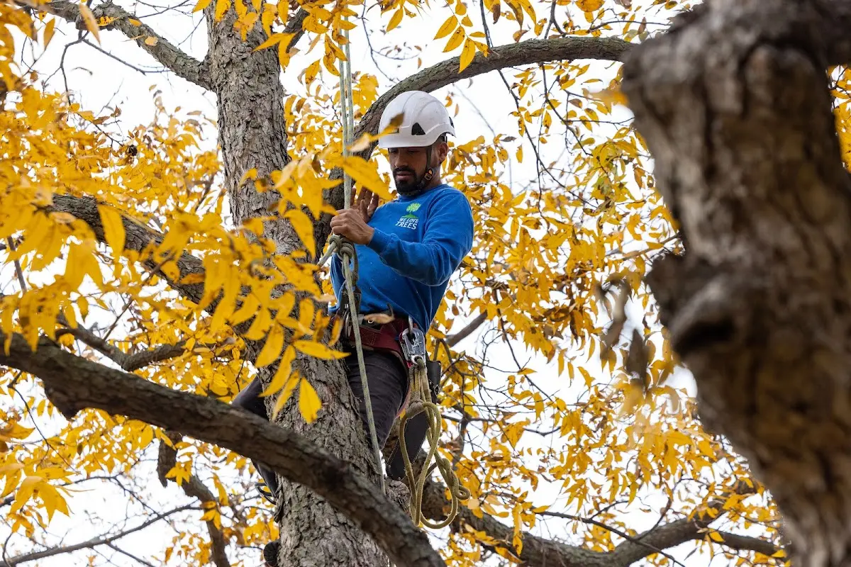 Skilled Arborist Consultation crew working in Galveston