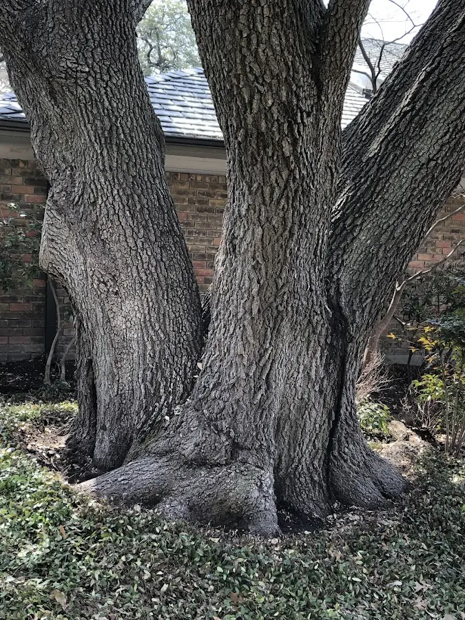 Mature heritage tree close to a Galveston property cared for by certified arborists